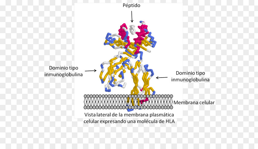 Carl Sagan Human Leukocyte Antigen MHC Class I Major Histocompatibility Complex Polymorphism PNG