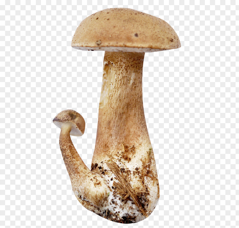 Champignon Mushroom Pleurotus Eryngii Download PNG