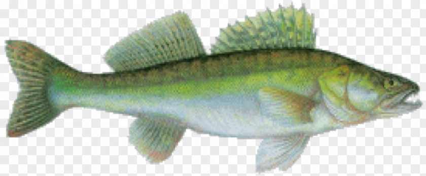 Cyprinus Carpio Perch Salmon Cod Barramundi Fish Products PNG