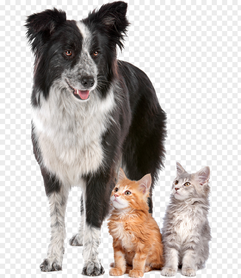 Dog Pet Sitting Cat Puppy PNG