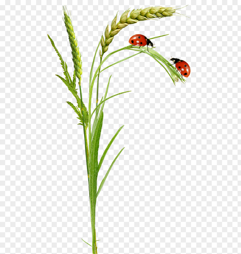 Flower Adrien Agreste Clip Art PNG