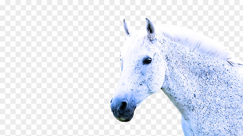 Mustang Stallion Snout Horse PNG