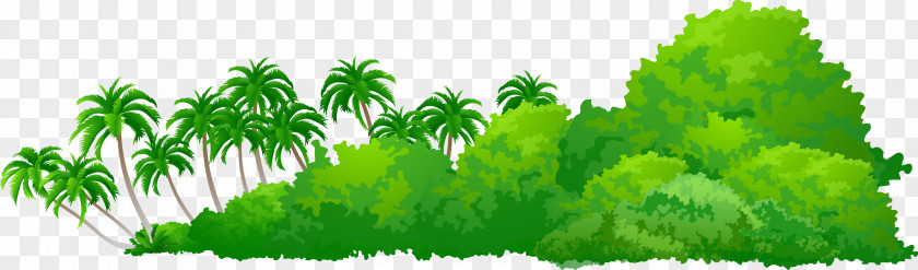 Palm Tree Plant PNG