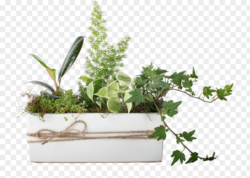 Potted Plants Herbalism Flowerpot Houseplant Fines Herbes PNG