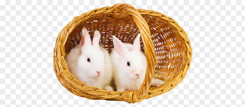 Rabbit Stock Photography Desktop Wallpaper Basket PNG