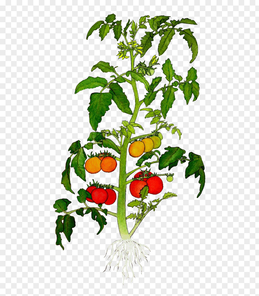 Tomato Botanical Illustration Drawing Clip Art PNG