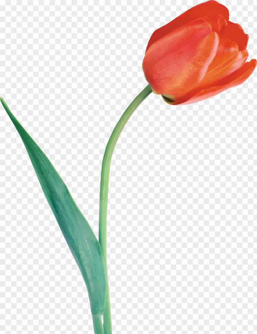 Tulips Tulipa Gesneriana Flower Bulb Clip Art PNG