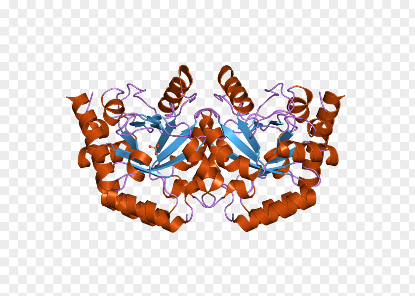 Uridine Monophosphate Synthetase Enzyme PNG