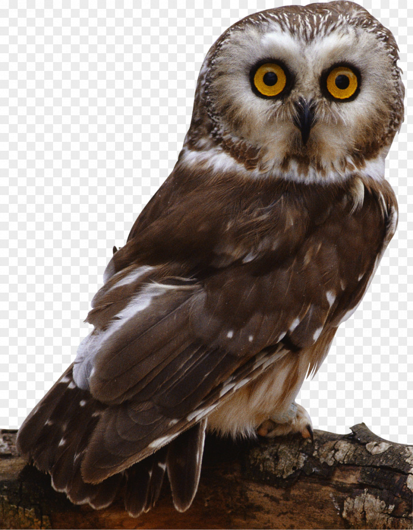 Owl Barn Bird Columbidae PNG