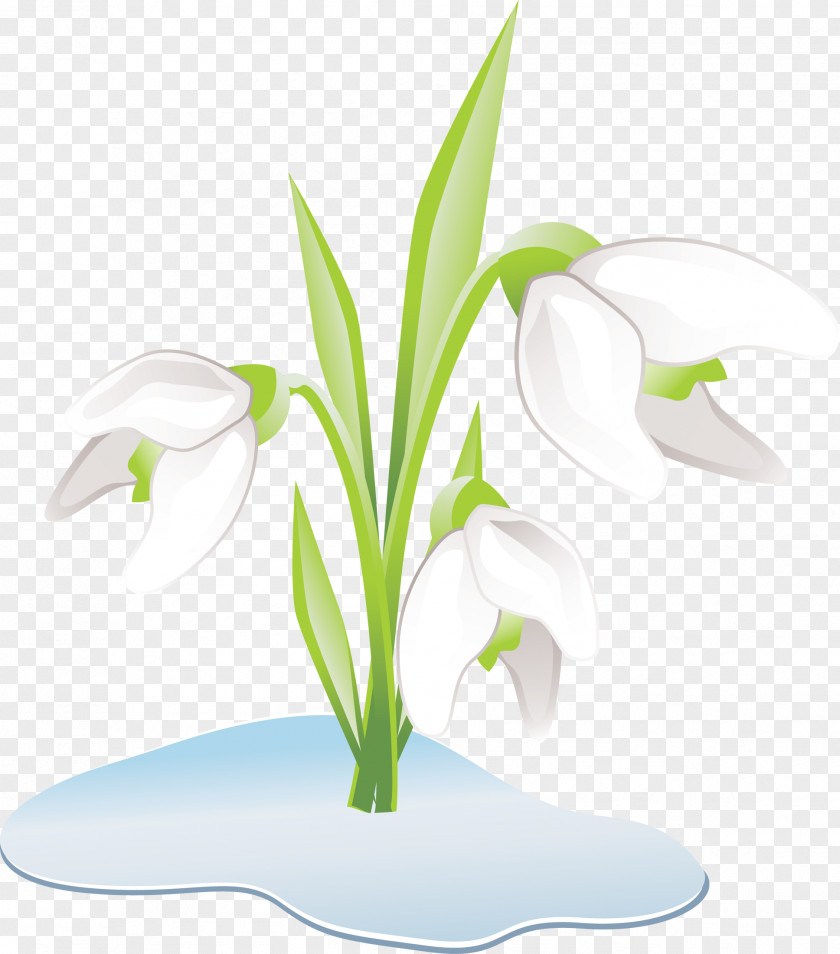 Water Lilies Snowdrop Flower The Twelve Months Perennial Plant PNG