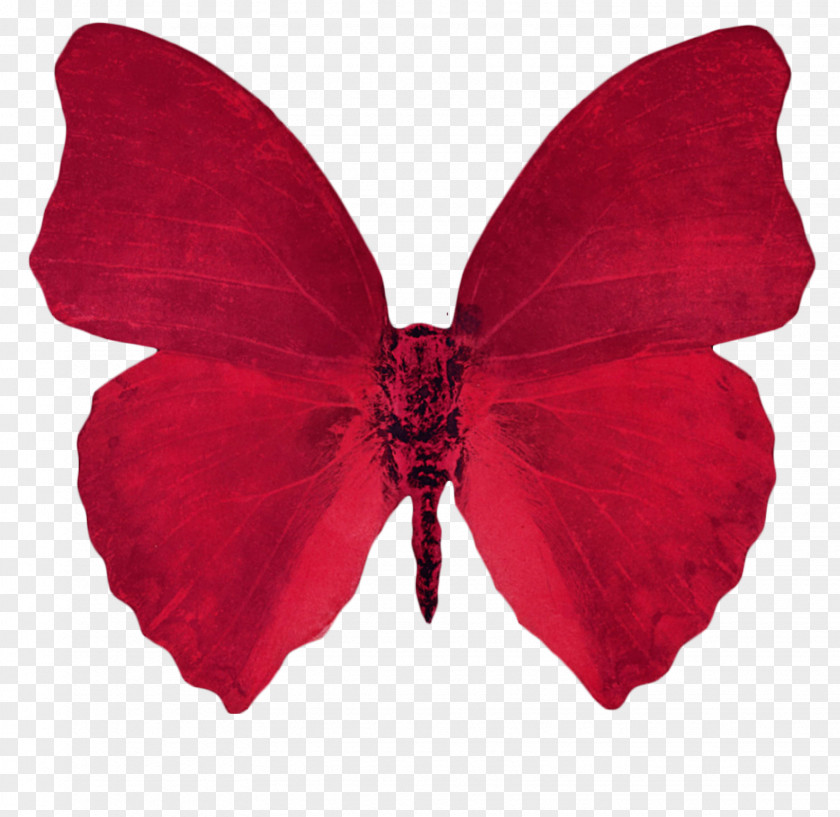 Butterfly Clip Art Mariposas Vaporwave Transparency Aesthetics PNG