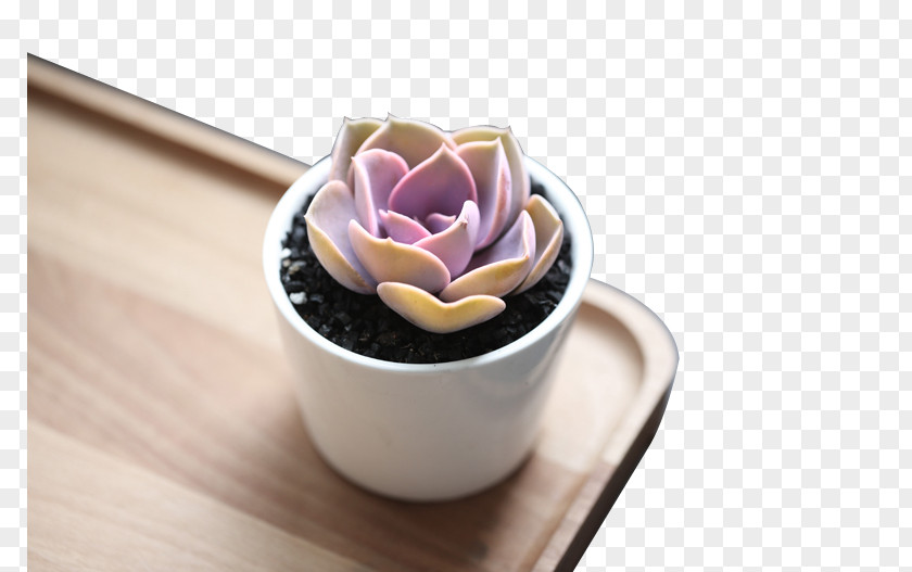 Fleshy Z Leatherpetal Succulent Plant Bonsai PNG