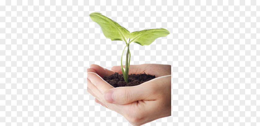 Holding Plant Soil PNG