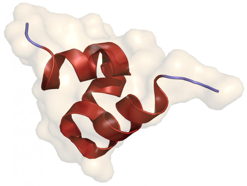 In Memory Osteocalcin Bone Carboxyglutamic Acid Gla Domain Matrix Protein PNG