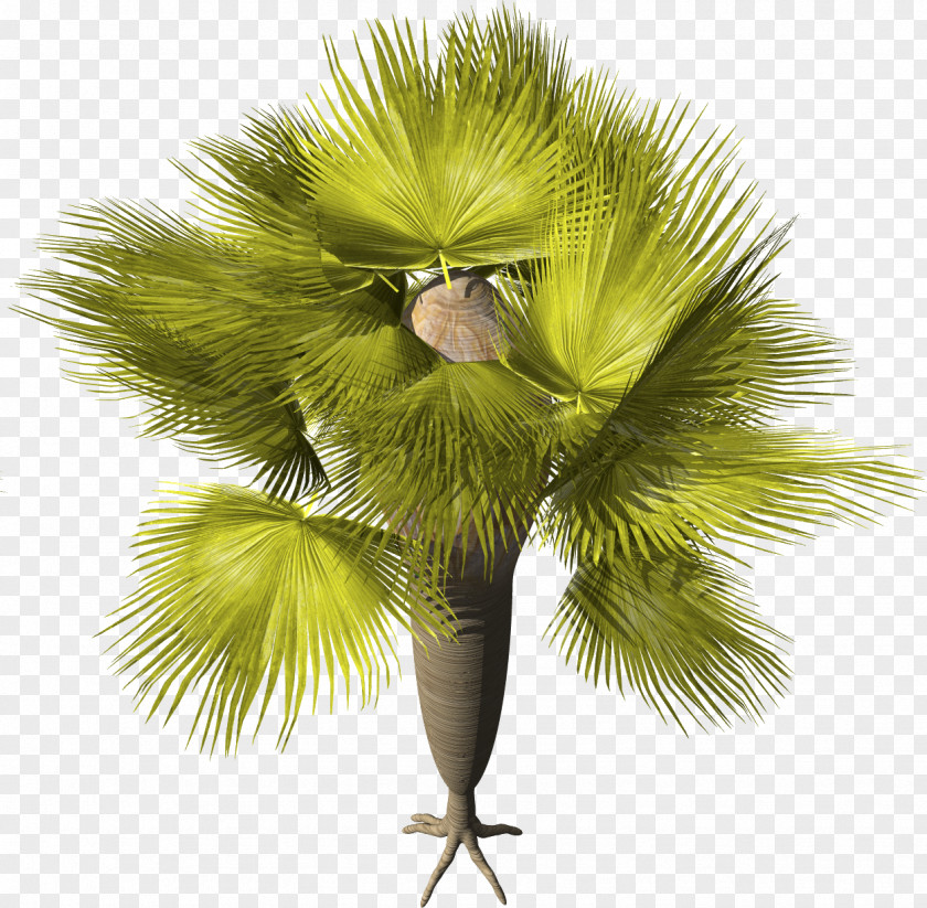 Palm Plants Asian Palmyra Desktop Wallpaper Clip Art PNG