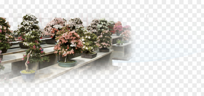 Satsuki Azalea Flowerpot Indoor Bonsai Jade Plant Chinese Sweet Plum PNG