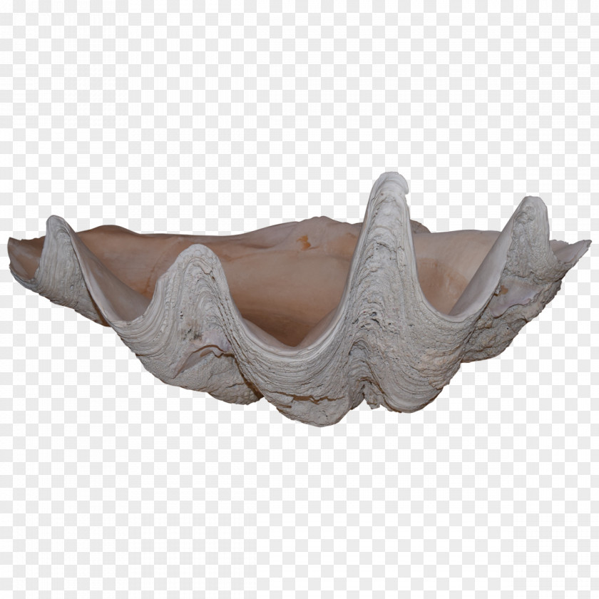 Clams Jaw PNG