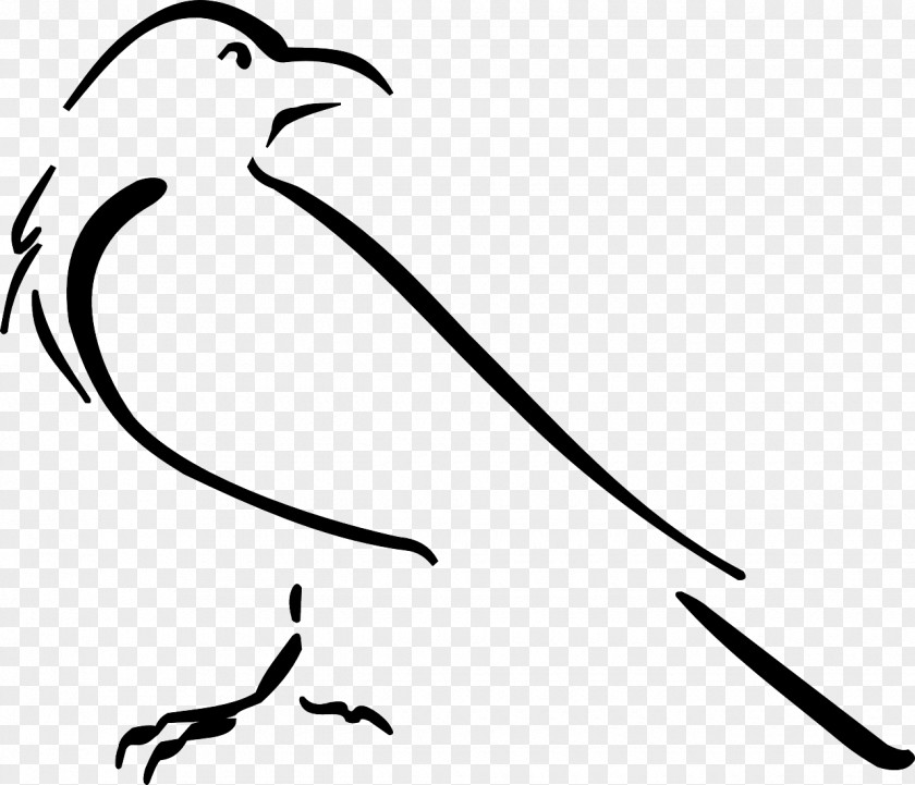 Crow Line Art Drawing Clip PNG