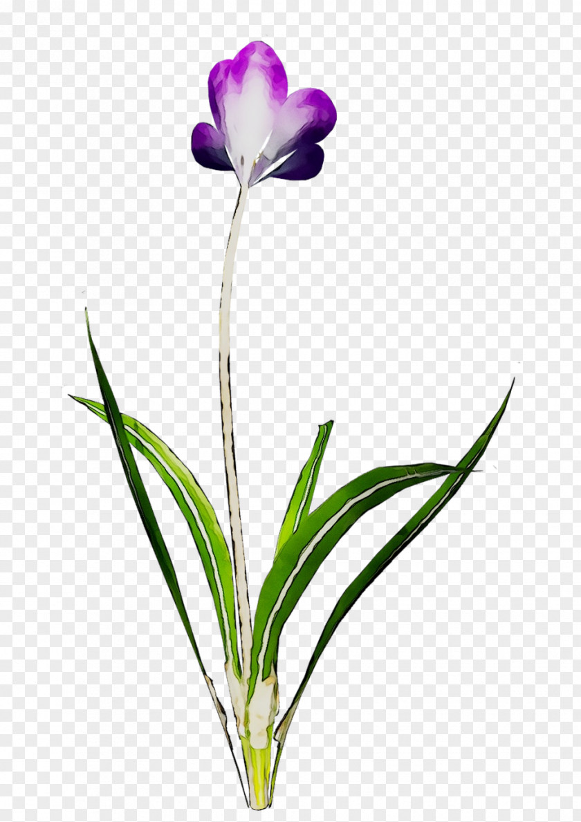Cut Flowers Plant Stem Tulip Herbaceous Purple PNG