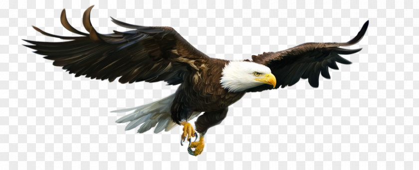 Eagle Business Bald Presentation Slide Centerblog Microsoft PowerPoint PNG