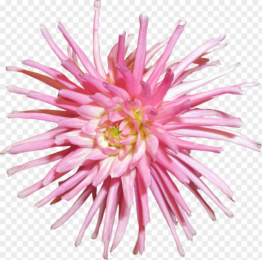 Flower Cut Flowers Transvaal Daisy Plant Chrysanthemum PNG