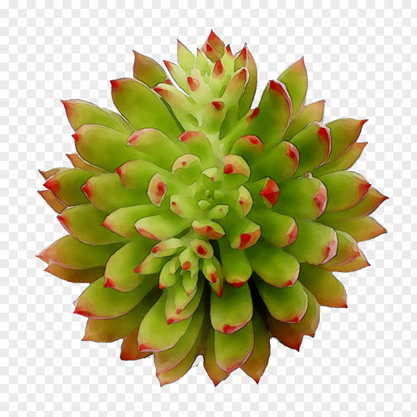 Fruit PNG