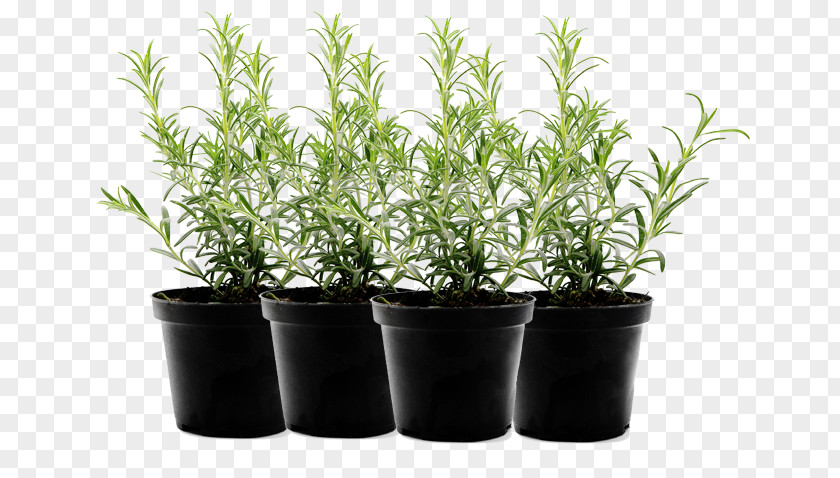 Mint Herb Flowerpot Food Leaf Vegetable PNG