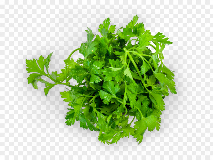 Parsley Symbol Arugula Stock.xchng Royalty-free Stock Photography PNG