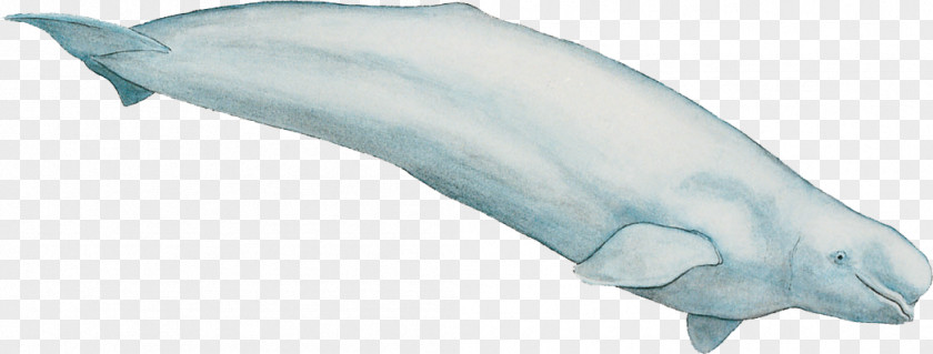Whale Watercolor Tucuxi Common Bottlenose Dolphin Porpoise Toothed Beluga PNG