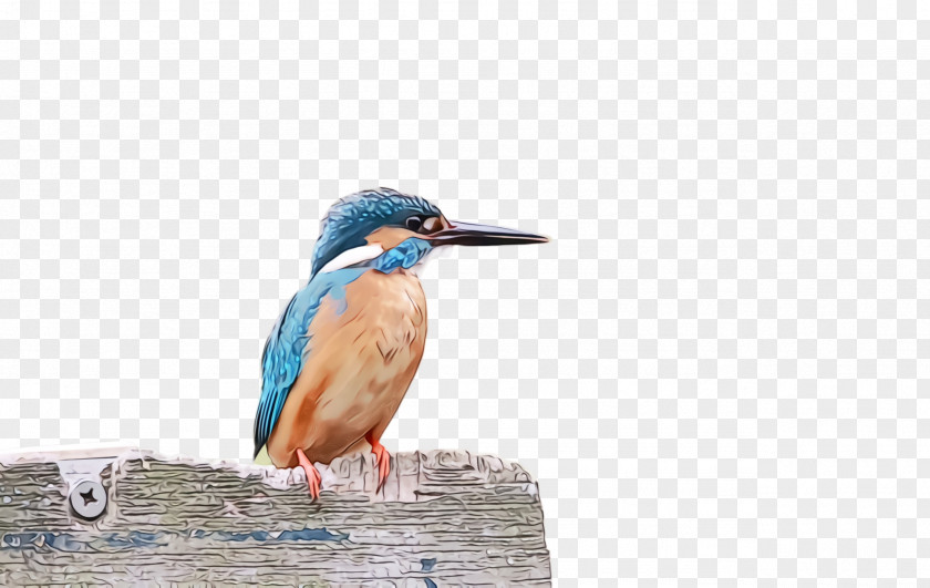 Wildlife Coraciiformes Bird Beak PNG