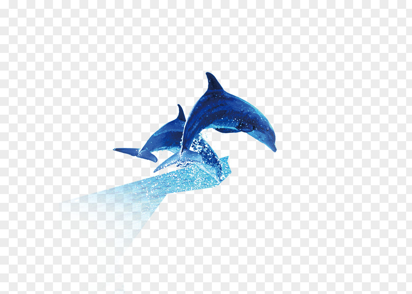 Dolphin Common Bottlenose Killer Whale PNG