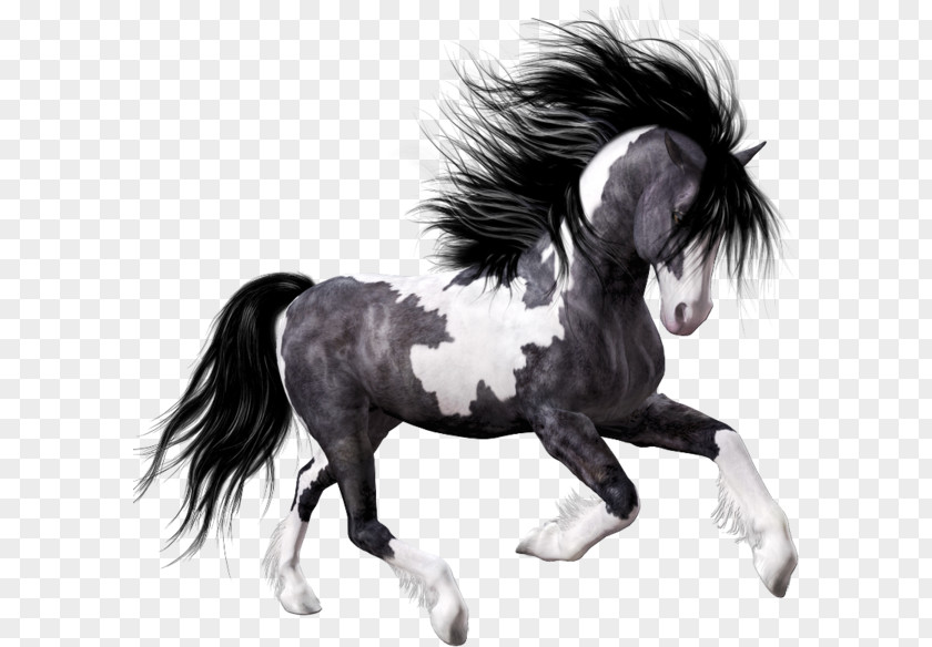 Horse Black Foal Clip Art PNG
