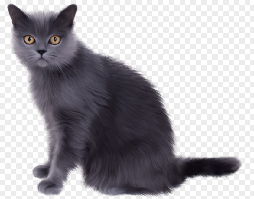 Kitten British Shorthair Persian Cat American Clip Art PNG