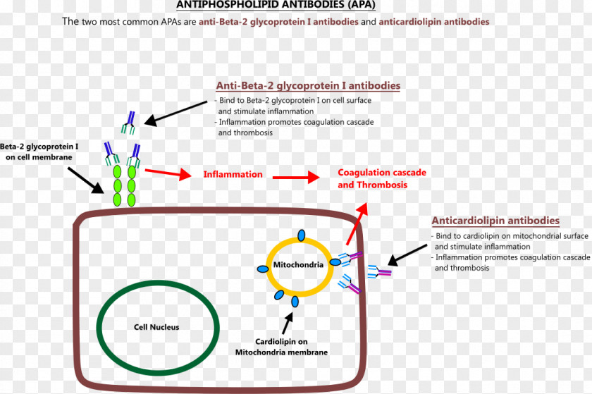 Return Home Anti-cardiolipin Antibodies Antiphospholipid Syndrome Antibody Mitochondrion PNG