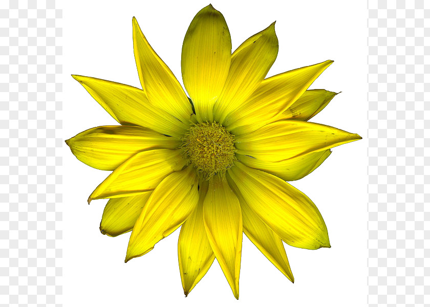 Yellow Flowers Flower PNG