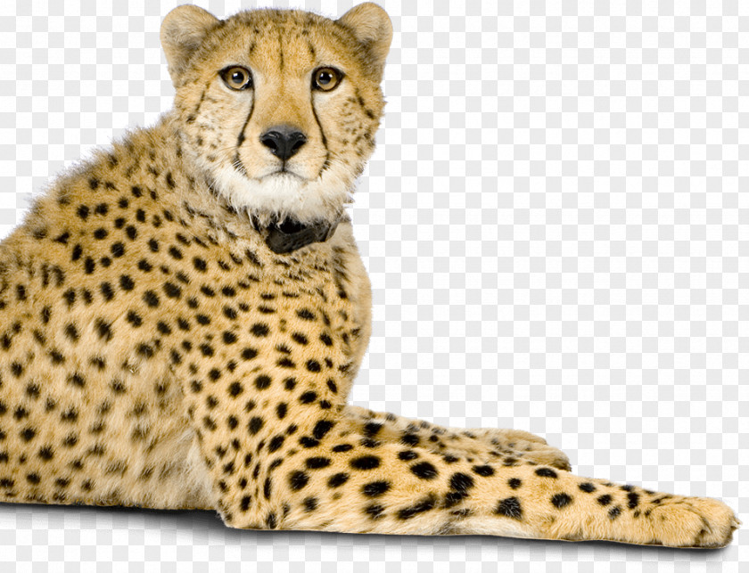 Cheetah Whiskers Big Cat Fur PNG