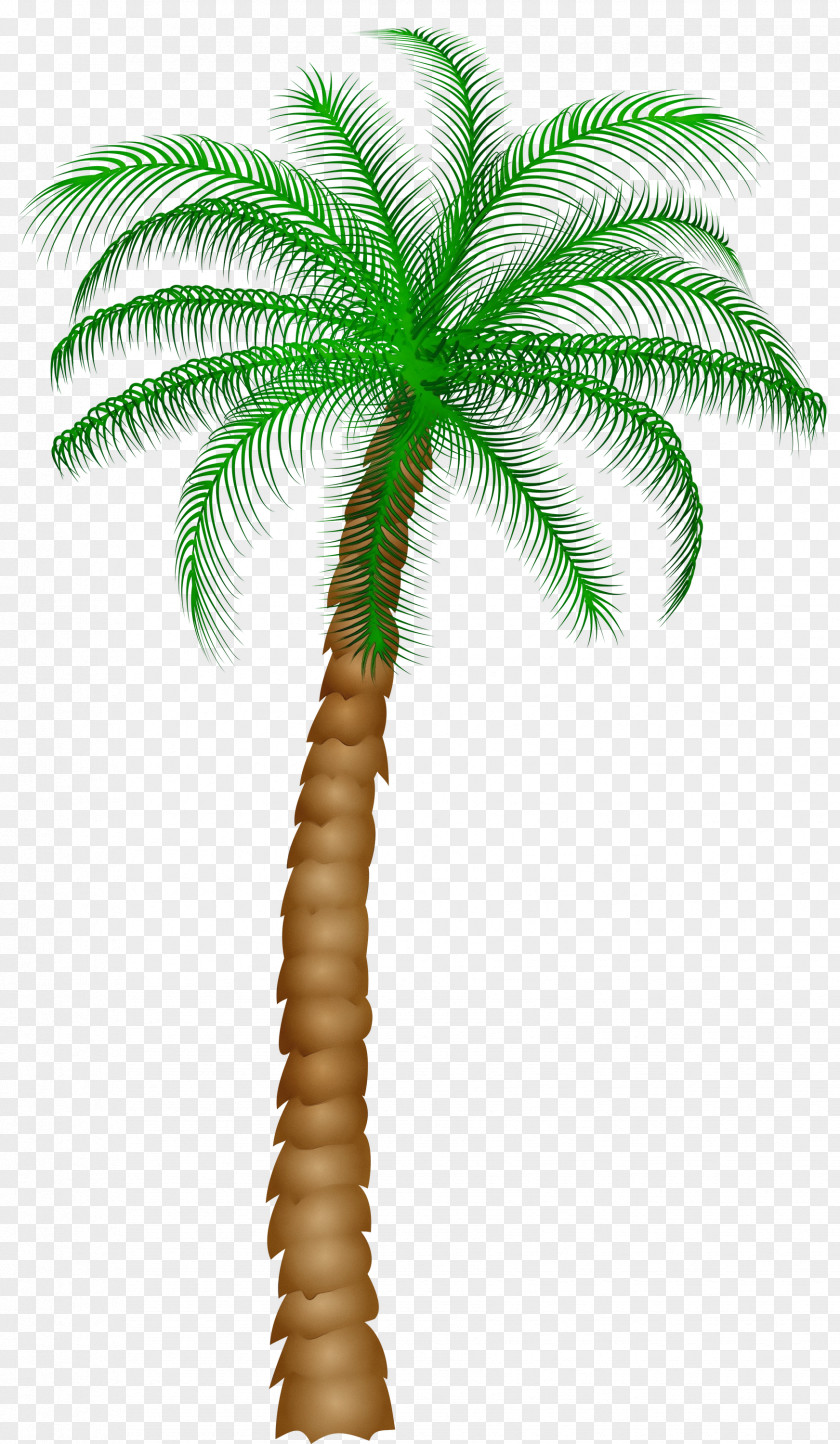 Clip Art Free Content Image Coconut PNG