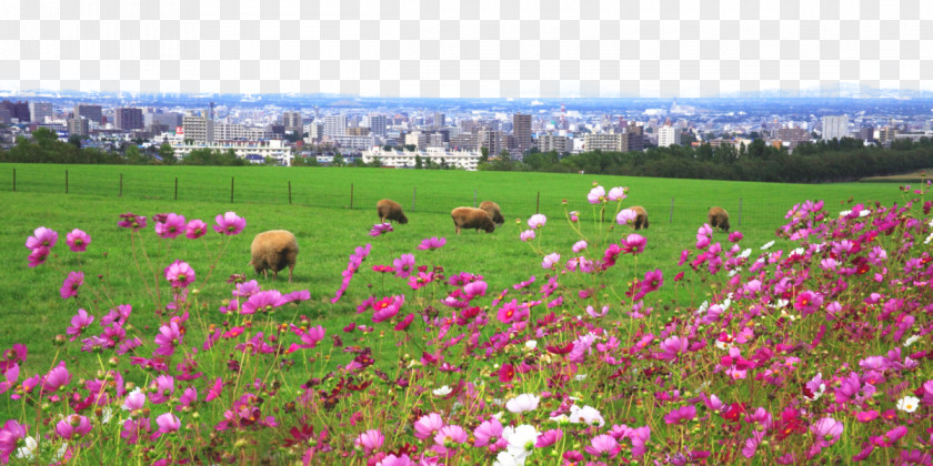 National Taiwan University, Sapporo Sheep Mound Outlook Figure Hitsujigaoka Observation Hill University PNG