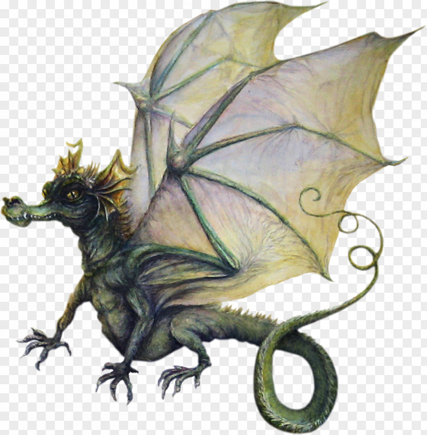 Baby Dragons Pictures Organism PNG