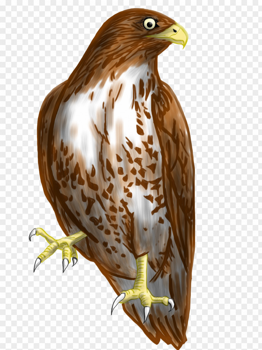 Falcon Bird Accipitridae Hawk Eagle PNG