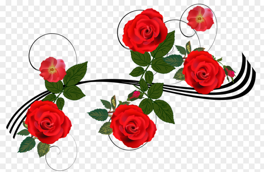 Flower Image Garden Roses China Rose Clip Art PNG
