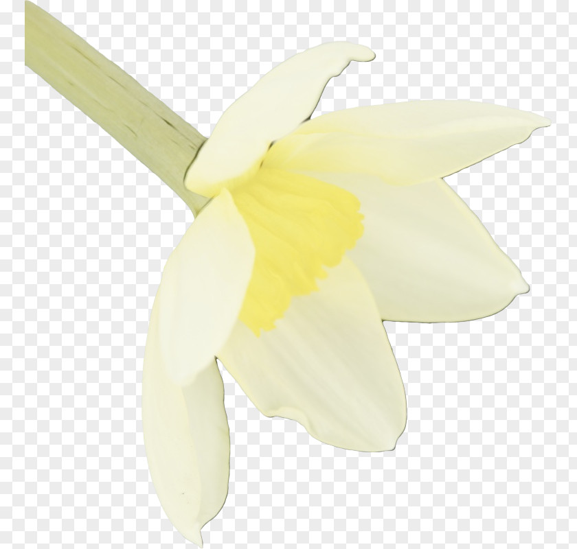 Moth Orchid Wheel Flower PNG