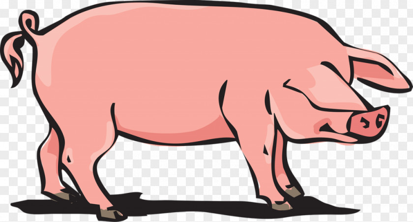 Porco Domestic Pig Farming Clip Art PNG