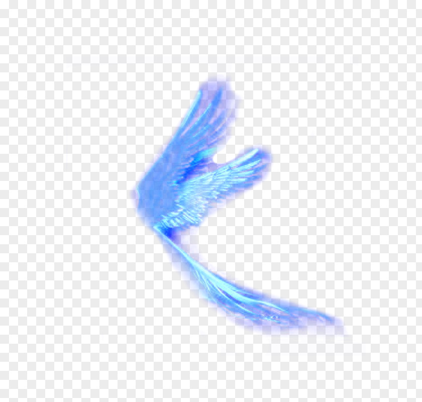 Related Feather Wings Wing Designer PNG