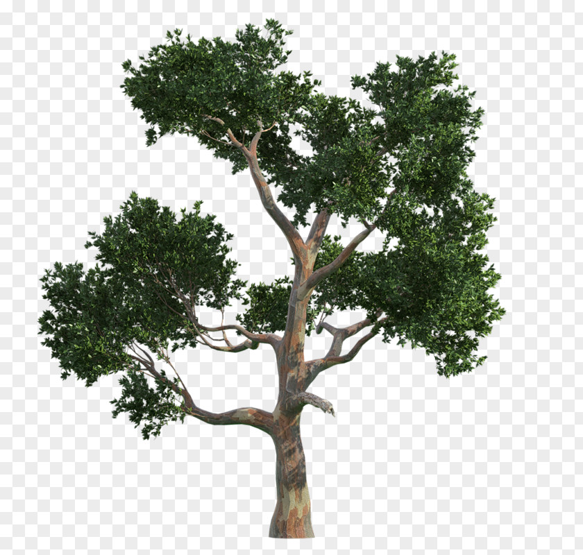 Tree Drawing Clip Art PNG