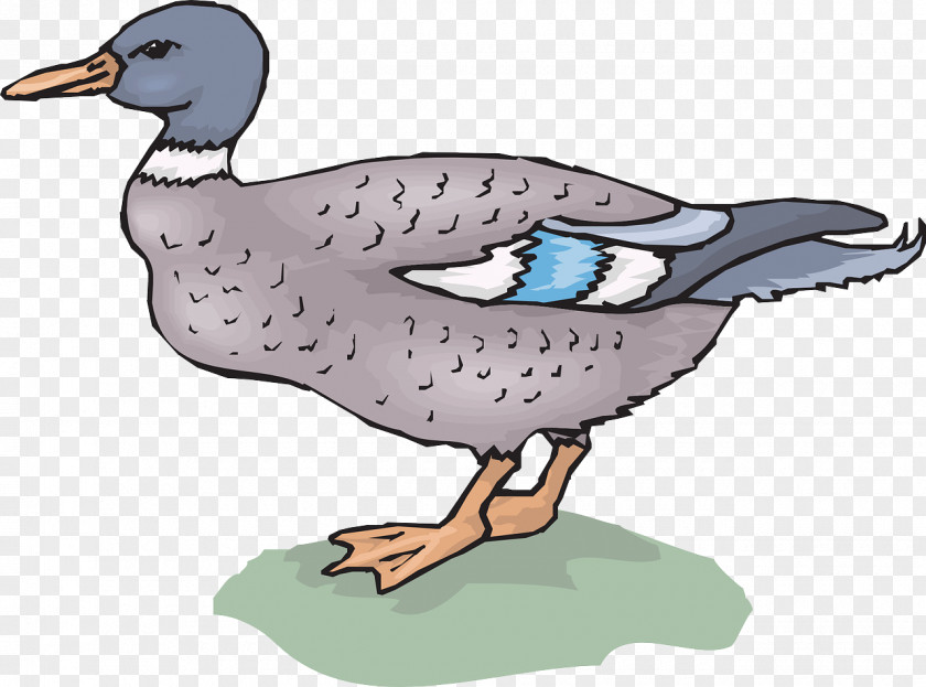 Wandering Duck Mallard Goose Clip Art PNG