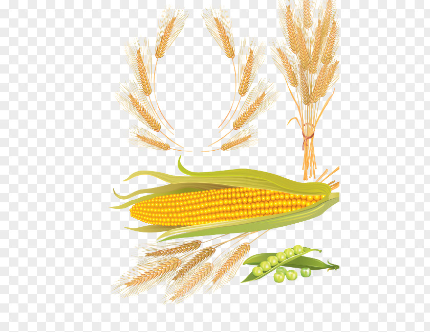 Wheat Corn Beer Cereal Maize PNG