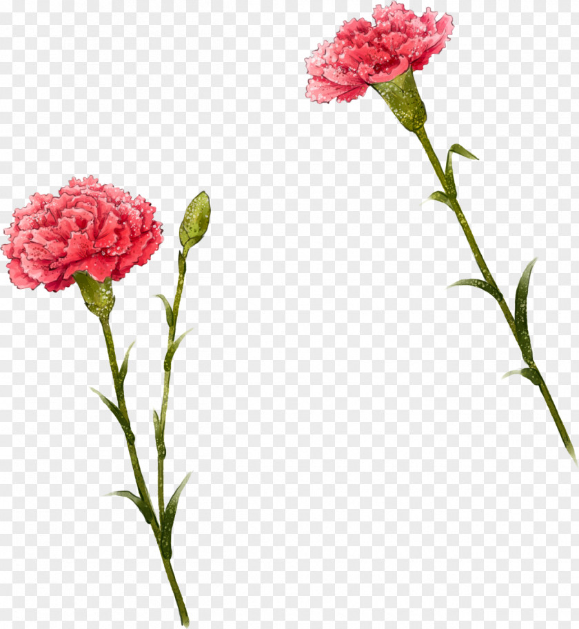 Cute I Carnation Flower Illustration PNG