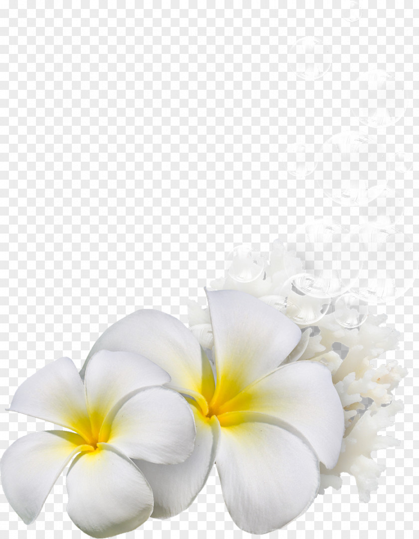 Exotic Cut Flowers Petal Still Life Photography Pin PNG