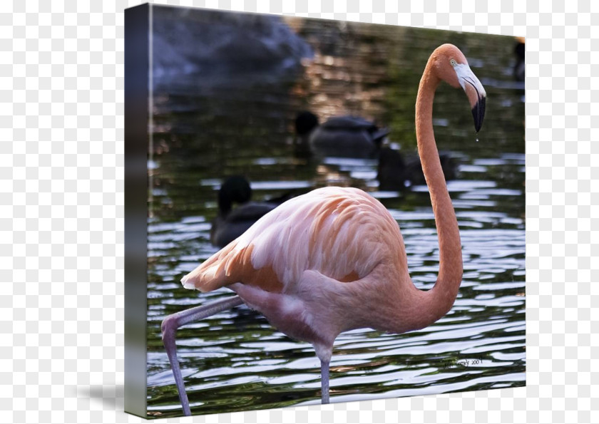 Flamingo Water Bird Beak Fauna Wildlife PNG